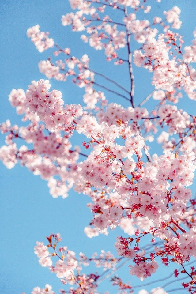 Secret Garden's Lush Blossom Waltz
